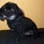 Bichon havanese nyírás után