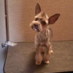 Yorkie egyéni stílus