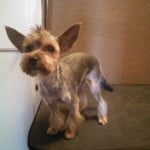 Yorkshire terrier