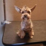 Yorkie nyírása